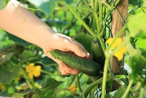 Огурец Мурашка: особенности сорта, преимущества и отзывы садоводов, особенности и фото галерея