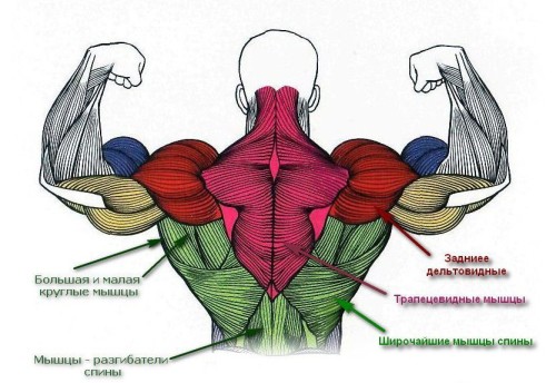 Накачка спины: тренировки, упражнения, строение мышц