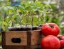 Как сажать помидоры на рассаду в 2018 году: способы как правильно делать, уход в домашних условиях, видео
