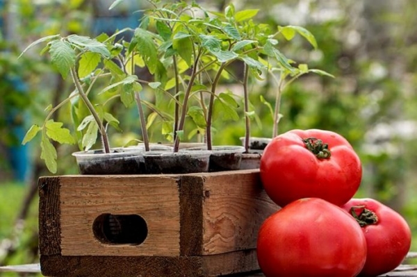 Как сажать помидоры на рассаду в 2018 году: способы как правильно делать, уход в домашних условиях, видео