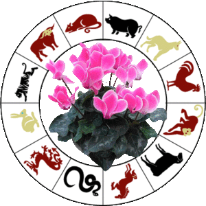Цветочный гороскоп по дате рождения и знаку зодиака: о чем говорят цветы