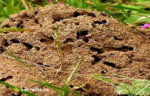 Как бороться с муравьями в саду и на огороде