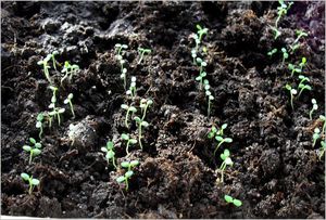Земляника александрина - выращивание из семян: преимущества метода, технология выращивания клубники