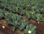 Посадка цветной капусты на рассаду: выращивание и уход в открытом грунте, видео