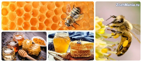 Зачем нашему организму нужны медовые соты