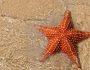 Почему морские звезды имеют такую странную форму тела?
