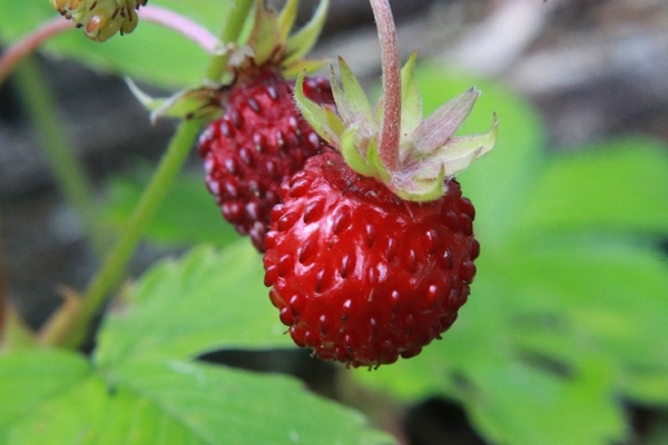 Северные ягоды: названия и описание