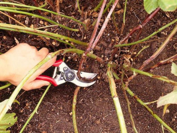 Выращивание ежевики садовой: посадка и уход, рекомендации по размножению, а также правила обрезки кустарников