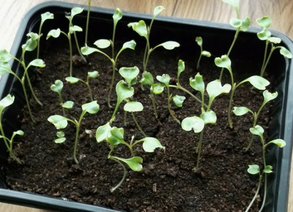 Посадка цветной капусты на рассаду: выращивание и уход в открытом грунте, видео