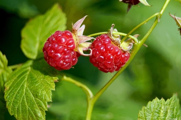 Северные ягоды: названия и описание