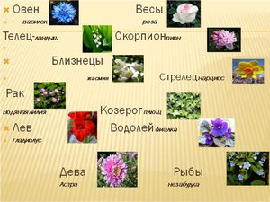 Цветочный гороскоп по дате рождения и знаку зодиака: о чем говорят цветы