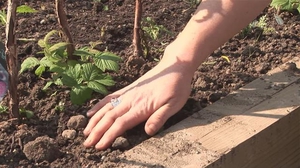 Выращивание ежевики садовой: посадка и уход, рекомендации по размножению, а также правила обрезки кустарников