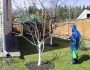Как бороться с болезнями и вредителями яблонь весной: способы весенней обработки деревьев и средства для этого
