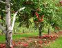 Как вырастить яблоню: особенности посадки и ухода