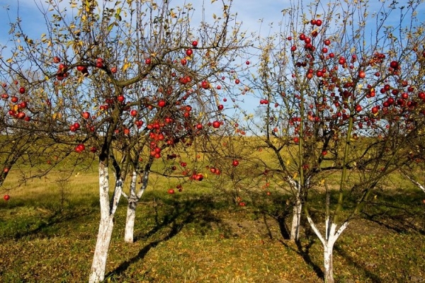 Как и когда посадить яблоню осенью