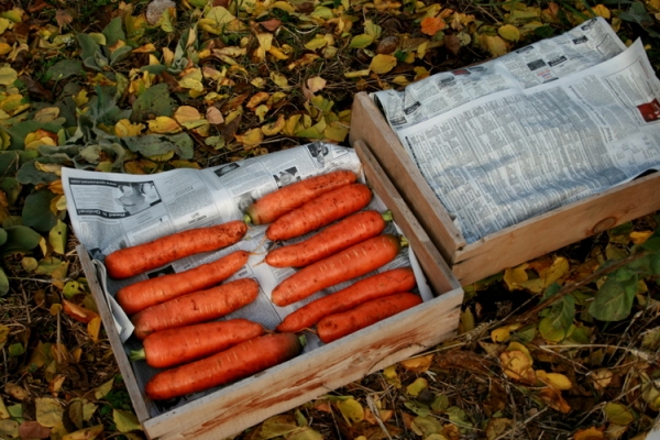 Cпособы хранения моркови в домашних условиях