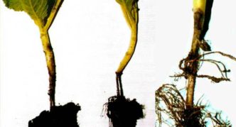 Капуста Мегатон: описание сорта, выращивание и уход, фото, отзывы