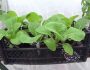 Как вырастить пекинскую капусту в домашних условиях: выбор сорта, особенности посадки и ухода