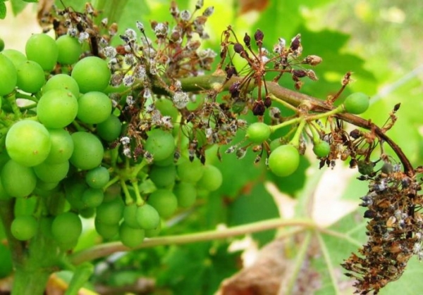 Виноград Тасон: описание сорта, фото, отзывы