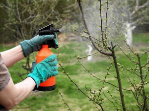 Как бороться с болезнями и вредителями яблонь весной: способы весенней обработки деревьев и средства для этого