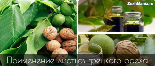 Чем полезны листья грецкого ореха и как их применять