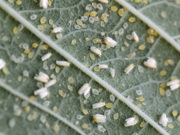 Как эффективно бороться в домашних условиях с насекомым — белокрылкой, которая поедает комнатные растения