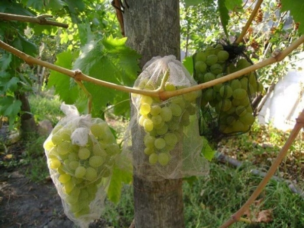 Виноград Валек: описание сорта, фото, отзывы
