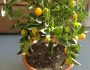 Выращивание мандаринового дерева в домашних условиях: выбор сорта, уход за растением