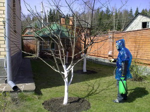 Особенности обработки деревьев весной: этапы обработки от вредителей и болезней, рекомендации по саду