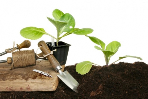 Как посадить капусту на рассаду: выбор сорта, подготовка семян на рассаду, видео