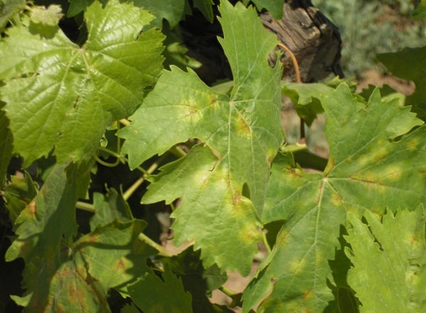 Обработка винограда от вредителей и болезней: какие препараты использовать