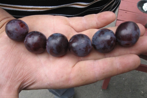 Описание сорта винограда Рошфор