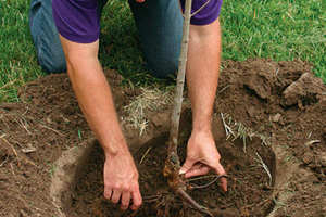 Как выращивать крыжовник: сорта, правила посадки и ухода, защита от болезней и советы опытных садоводов