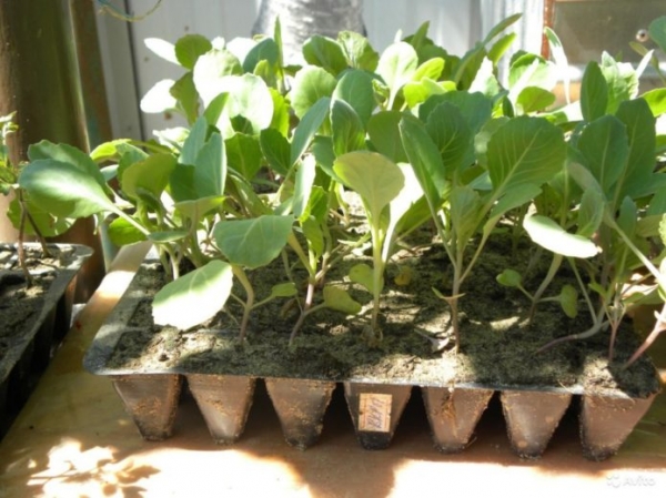 Как посадить капусту на рассаду: выбор сорта, подготовка семян на рассаду, видео