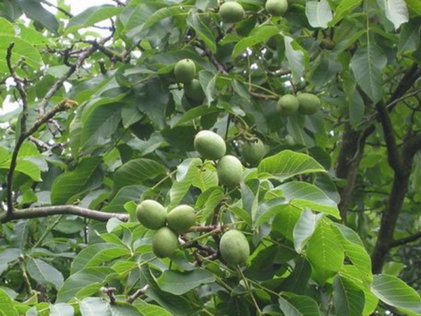 Грецкий орех: популярные сорта дерева с фото, особенности посадки и ухода, способы размножения