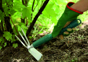 Как выращивать крыжовник: сорта, правила посадки и ухода, защита от болезней и советы опытных садоводов