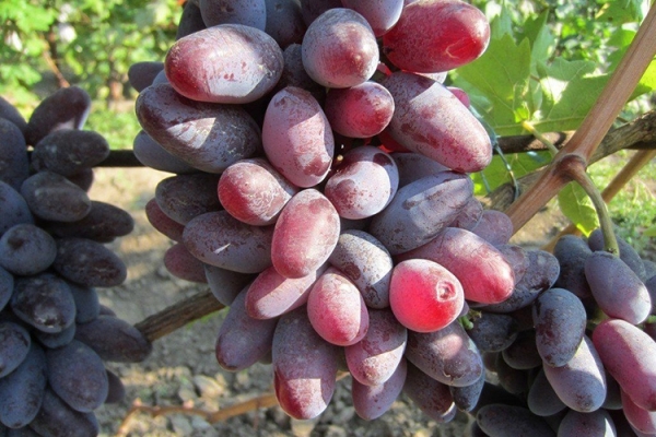 Описание сорта винограда Байконур