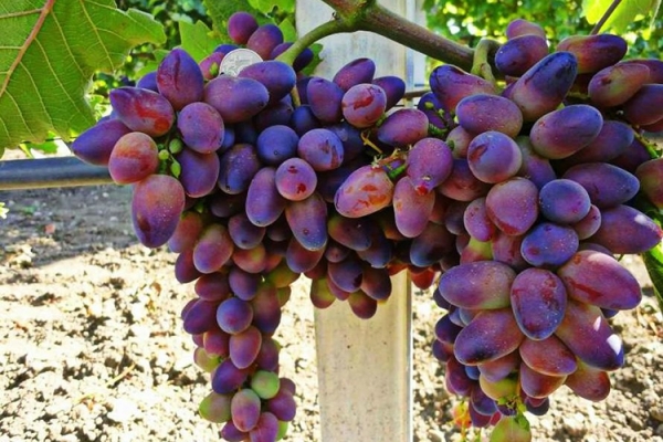 Описание сорта винограда Байконур