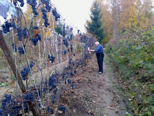 Как посадить виноград: когда правильно делать, особенности посадки осенью