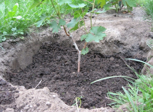 Как посадить виноград: когда правильно делать, особенности посадки осенью