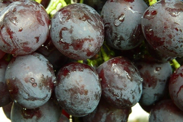 Описание сорта винограда Рошфор
