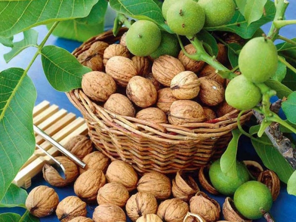Грецкий орех: популярные сорта дерева с фото, особенности посадки и ухода, способы размножения