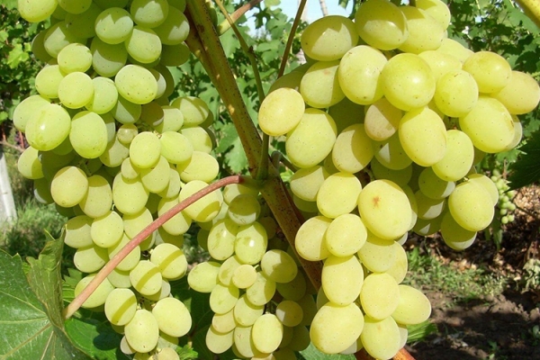 Описание сорта винограда Августин