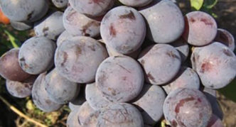 Виноград агат донской: описание сорта, фото, отзывы