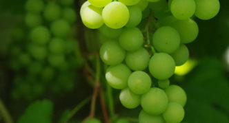 Виноград агат донской: описание сорта, фото, отзывы