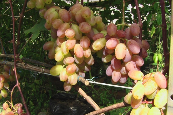 Описание сорта винограда Юбилей Новочеркасска