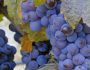 Виноград сортов Пино нуар: описание с фото, отзывы