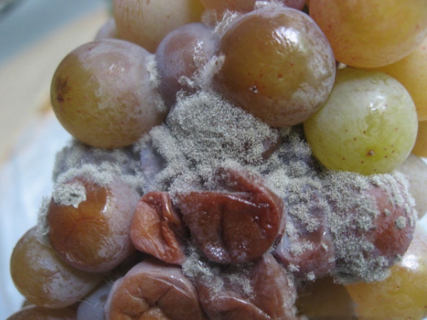 Чем обработать виноград весной после открытия: народные средства и химические препараты