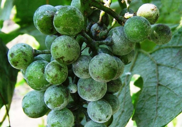 Чем обработать виноград весной после открытия: народные средства и химические препараты