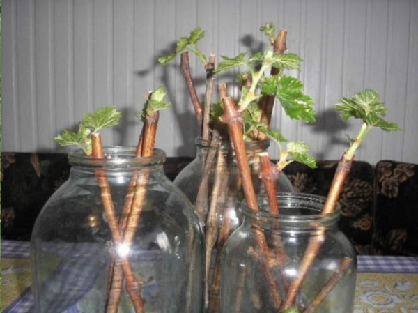 Проращивание черенков винограда: хранение зимой и способы прорастить в домашних условиях, видео